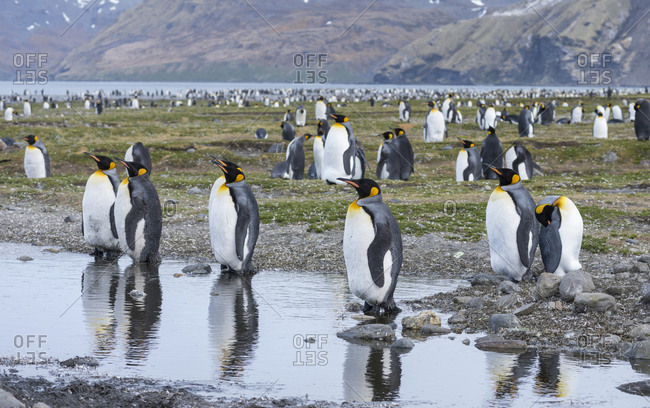 King Penguin (Aptenodytes patagonicus) on the island of South Georgia, rookery in St. Andrews Bay.