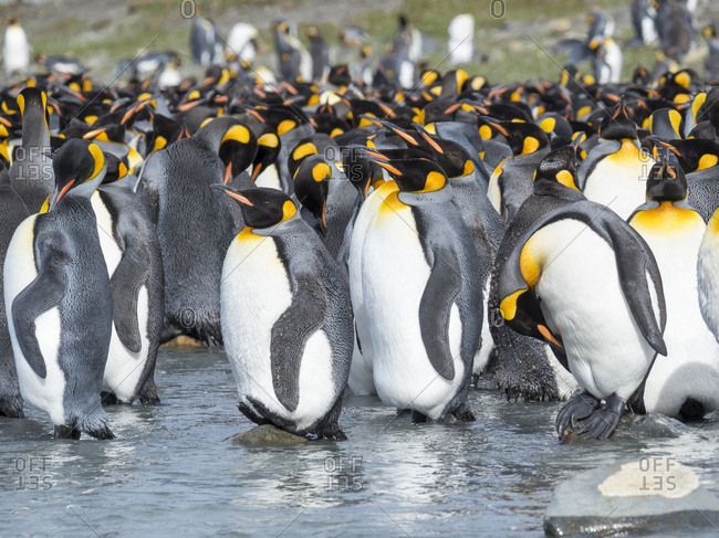 King Penguin (Aptenodytes patagonicus) on the island of South Georgia, rookery in St. Andrews Bay. Adults molting.