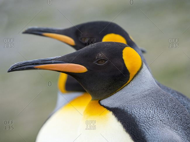 King Penguin (Aptenodytes patagonicus) on the island of South Georgia, rookery in St. Andrews Bay.