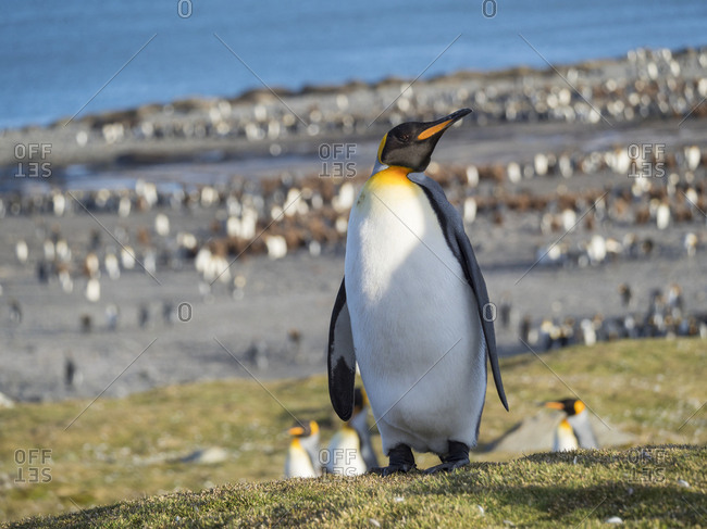 King Penguin (Aptenodytes patagonicus) on the island of South Georgia, rookery in St. Andrews Bay. Courtship behavior.