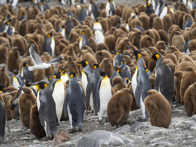 King Penguin (Aptenodytes patagonicus) on the island of South Georgia, rookery in St. Andrews Bay.