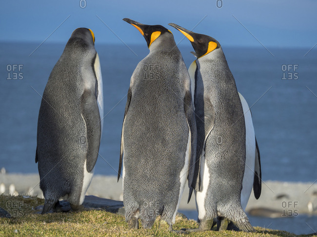 King Penguin (Aptenodytes patagonicus) on the island of South Georgia, rookery in St. Andrews Bay. Courtship behavior.