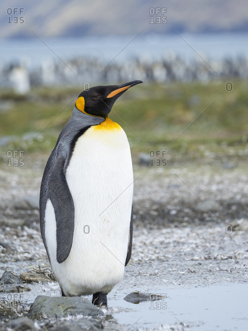 King Penguin (Aptenodytes patagonicus) on the island of South Georgia, rookery in St. Andrews Bay.