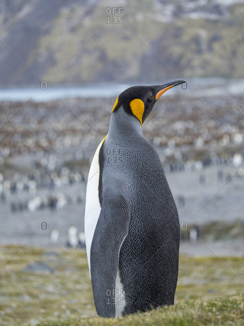 King Penguin (Aptenodytes patagonicus) on the island of South Georgia, rookery in St. Andrews Bay.