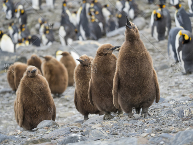 King Penguin (Aptenodytes patagonicus) on the island of South Georgia, rookery in St. Andrews Bay. Chick in typical brown plumage