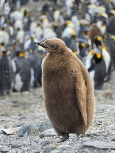 King Penguin (Aptenodytes patagonicus) on the island of South Georgia, rookery in St. Andrews Bay. Chick in typical brown plumage
