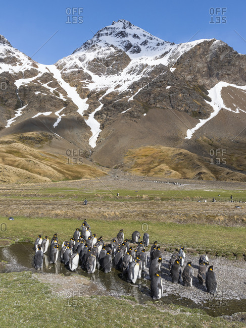 King Penguin (Aptenodytes patagonicus) on the island of South Georgia, rookery in Fortuna Bay. Adults molting.
