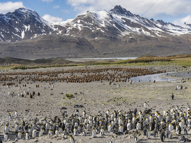 King Penguin (Aptenodytes patagonicus) on the island of South Georgia, rookery in Fortuna Bay.