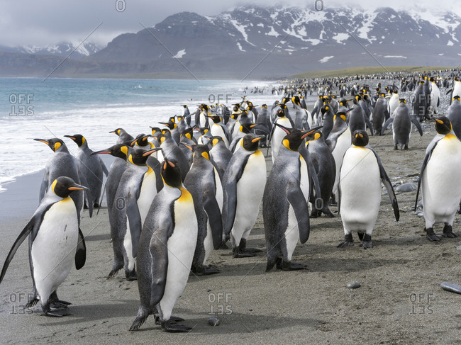 King Penguin (Aptenodytes patagonicus) on the island of South Georgia, the rookery on Salisbury Plain in the Bay of Isles.