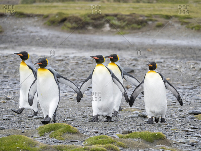 King Penguin (Aptenodytes patagonicus) on the island of South Georgia, the rookery on Salisbury Plain in the Bay of Isles.