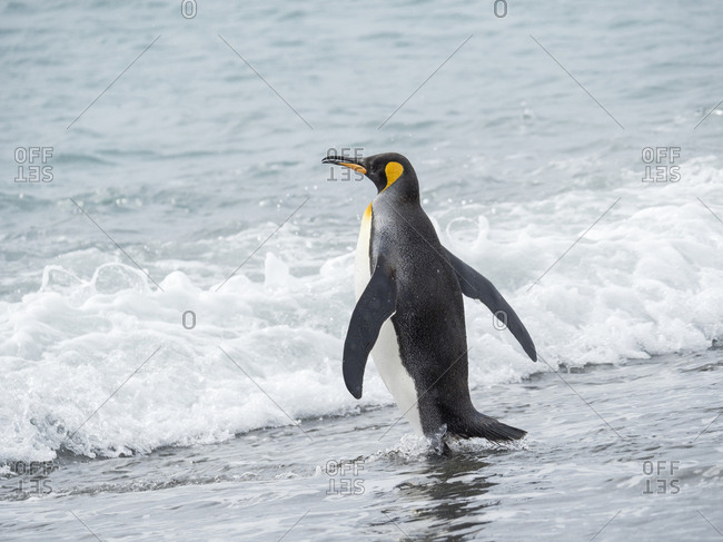 King Penguin (Aptenodytes patagonicus) on the island of South Georgia, the rookery on Salisbury Plain in the Bay of Isles. Adults entering the sea.