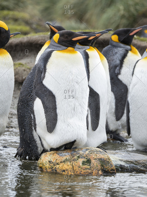 King Penguin (Aptenodytes patagonicus) on the island of South Georgia, the rookery on Salisbury Plain in the Bay of Isles.