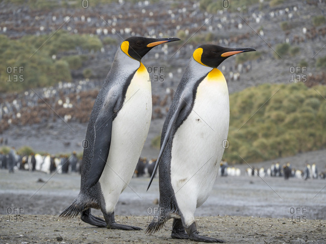 King Penguin (Aptenodytes patagonicus) on the island of South Georgia, the rookery on Salisbury Plain in the Bay of Isles.