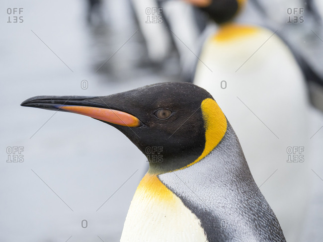 King Penguin (Aptenodytes patagonicus) on the island of South Georgia, the rookery on Salisbury Plain in the Bay of Isles.