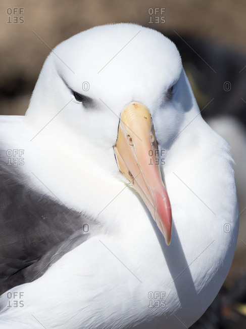 Black-browed albatross or black-browed mollymawk (Thalassarche melanophris).