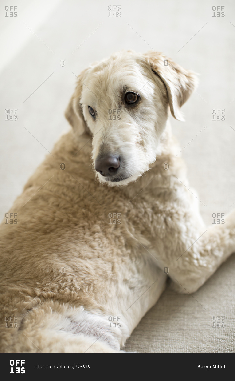 Portrait of a dog with turned head and looking over shoulder