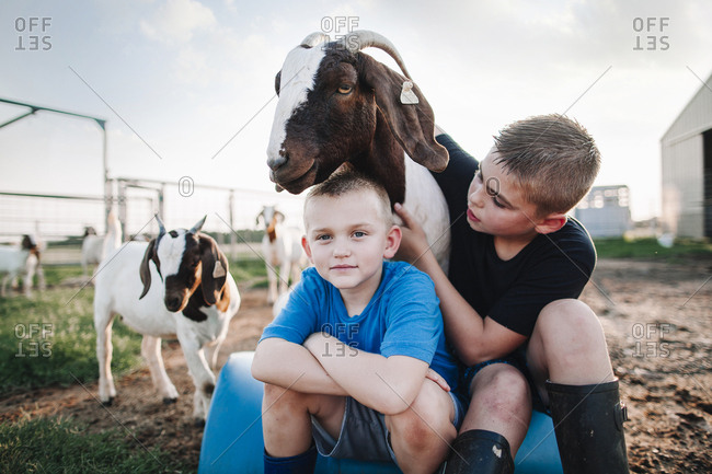 Two boys petting a goat