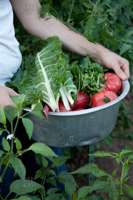 Hands hold bowl of vegetables in a garden