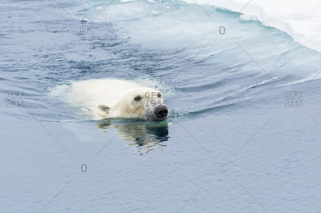 Polar Bear (Ursus maritimus) swimming through pack ice, Svalbard Archipelago, Arctic, Norway, Europe