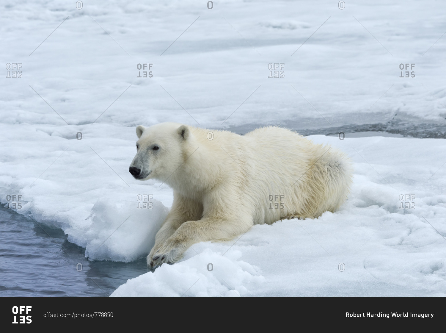 Polar Bear (Ursus maritimus) on pack ice, Svalbard Archipelago, Arctic, Norway, Europe