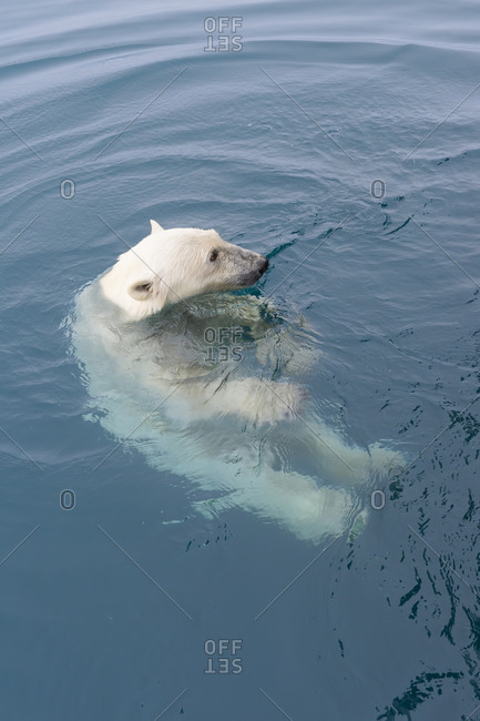Curious Polar Bear (Ursus maritimus) swimming around an expedition ship and looking up, Svalbard Archipelago, Arctic, Norway, Europe