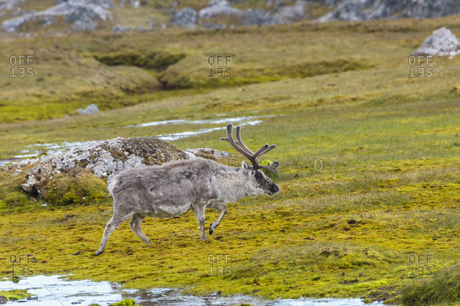 Svalbard Reindeer (Rangifer tarandus platyrhynchus) in the tundra, Spitsbergen Island, Svalbard archipelago, Arctic, Norway, Europe