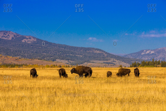 wyoming buffalo stock photos OFFSET