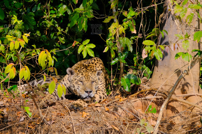 Jaguar (Panthera Onca) resting on a riverbank, Cuiaba River, Porto Jofre, Pantanal Matogrossense, Mato Grosso, Brazil, South America