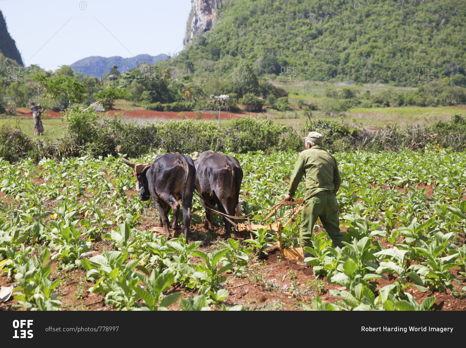 Tobacco farm for Cuban cigars in Vinales, Cuba, West Indies, Caribbean, Central America