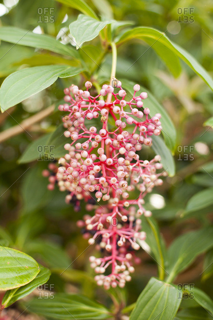 Cluster of hanging berries on a tree