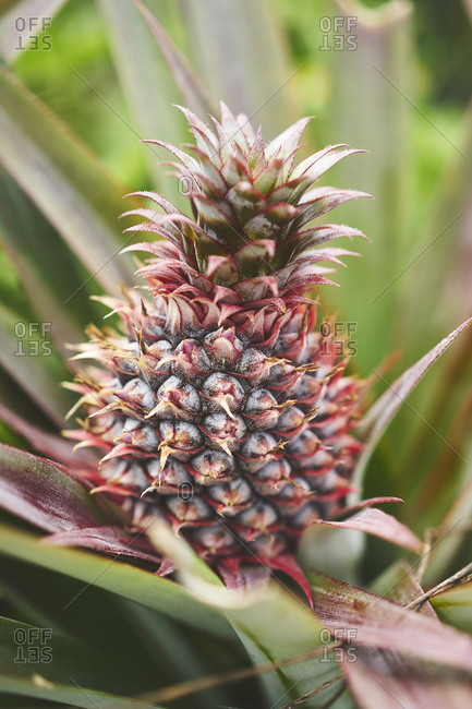 pineapple stock photos - OFFSET