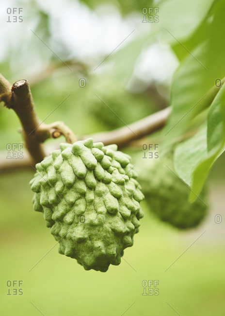 A custard apple or Buddha's head fruit growing on a tree