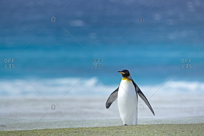 King penguin (Aptenodytes patagonicus) standing alone, East Falkland, Falkland Islands