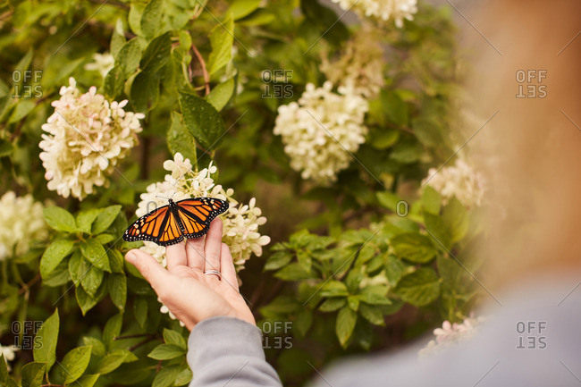 Person touching a monarch butterfly on a flower