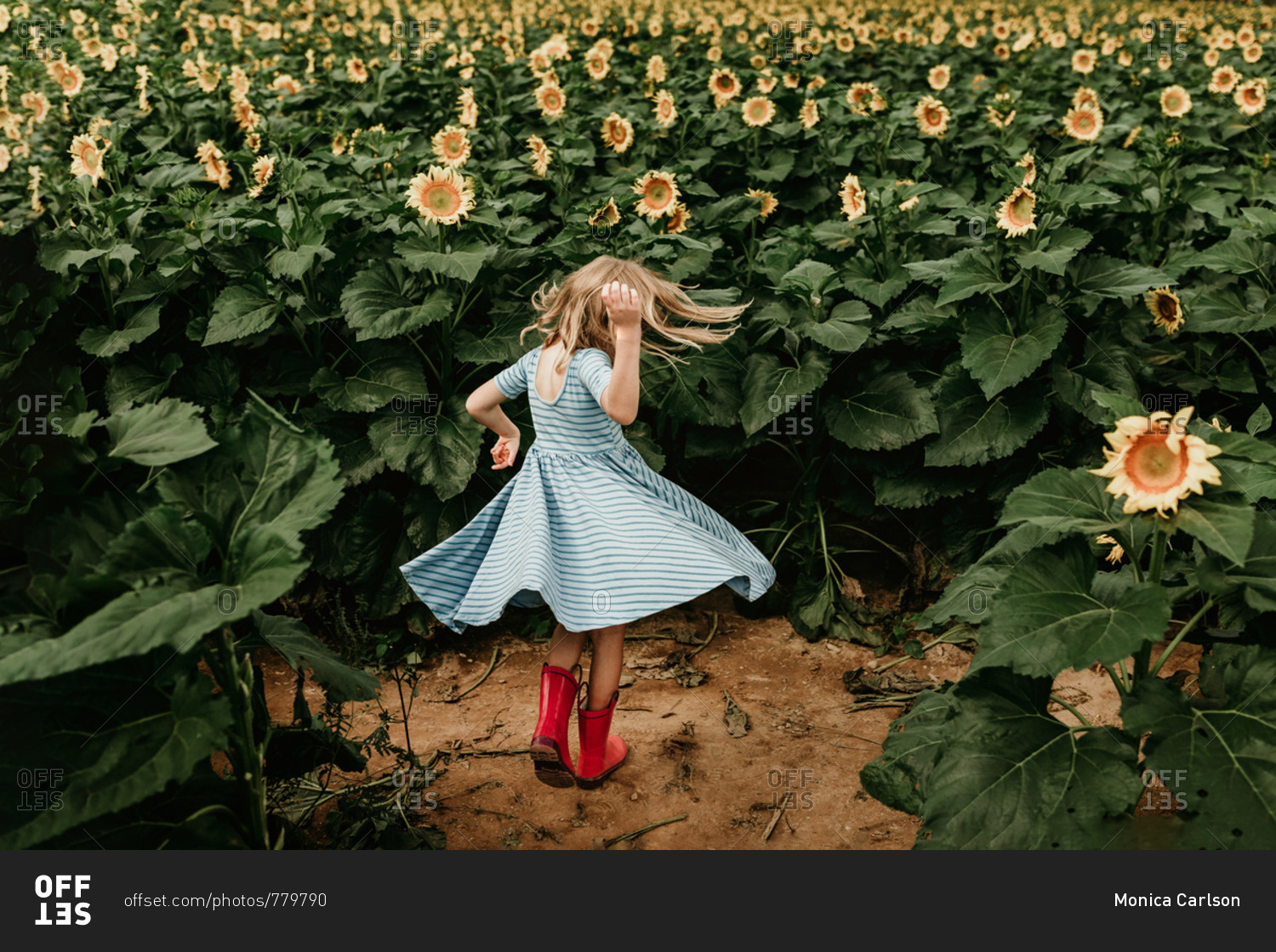 Little girl spinning in a field of sunflowers