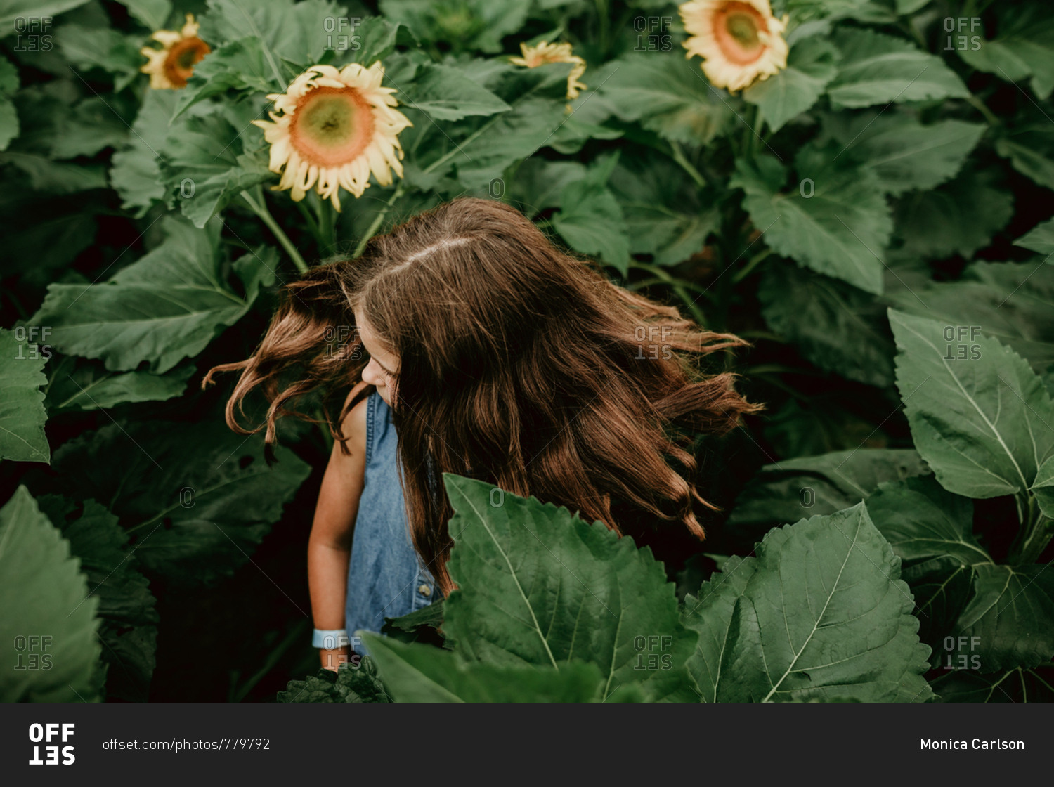 little girl spinning in a field of sunflowers