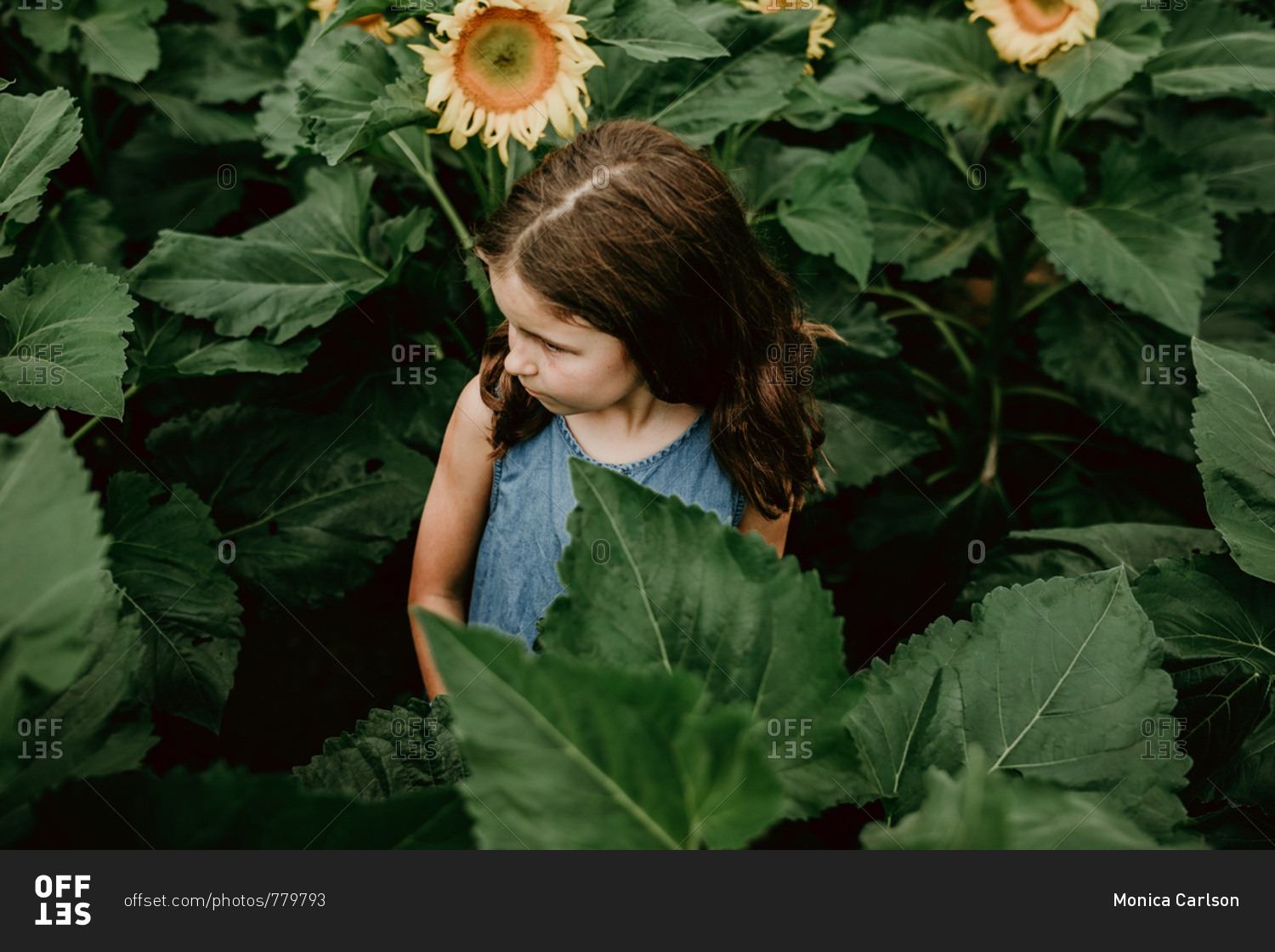 Little girl in a field of sunflowers