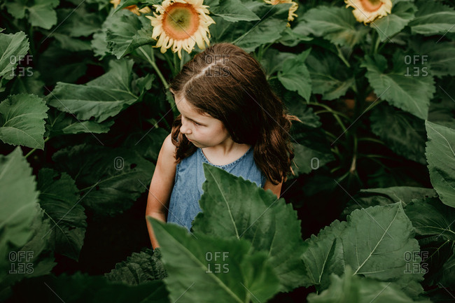 Little girl in a field of sunflowers