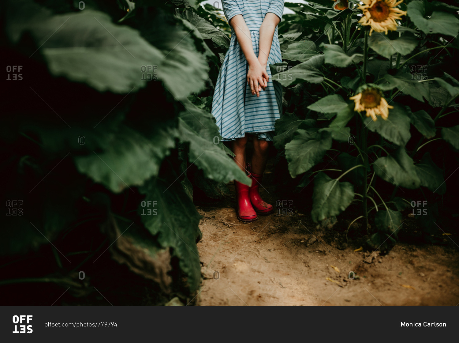 Little girl walking through a field of sunflowers