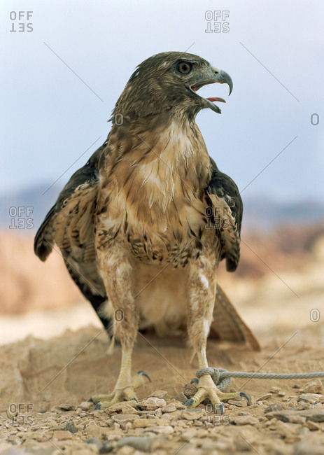 Bird of prey standing with a rope around its leg.