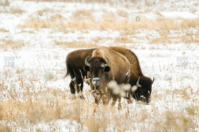Two bison on snow covered plains