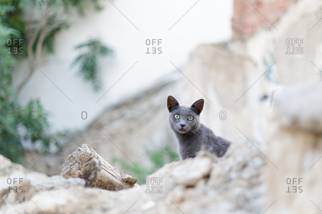 From below shot of beautiful gray cat staring in camera while sitting on rocky surface