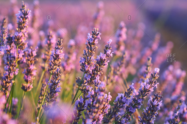 Lavender field at sunset - Offset