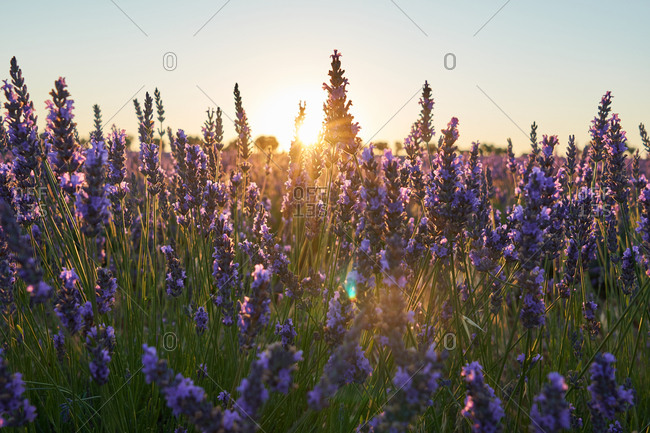 Lavender field at sunset - Offset