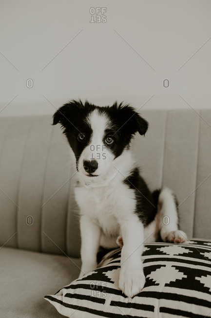 Adorable little puppy looking at camera while sitting on soft cushion on comfortable couch at home