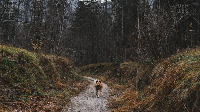 Sweet Elo dog running on stony path near forest in amazing nature