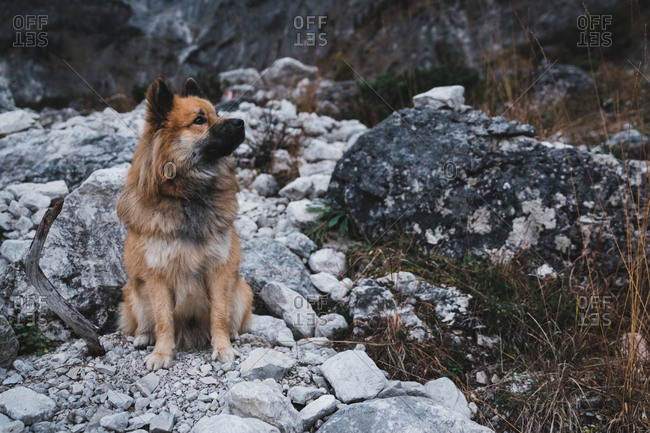 Furry dog sitting near rock