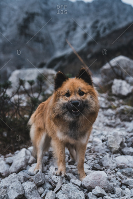 Furry dog sitting near rock