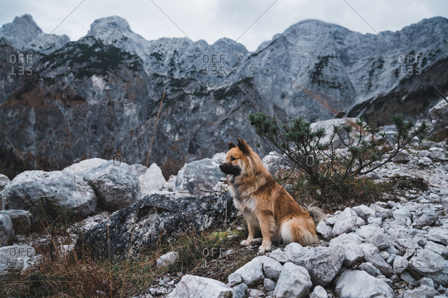 Furry dog sitting near rock