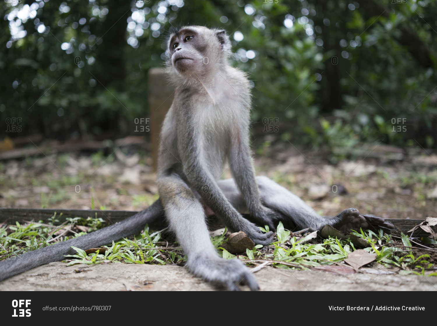 monkey sitting on ground of wood tropical forest in Malaysia